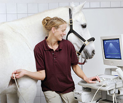 Dr. Kerstin Stubbe - Tierklinik Partners in Wehr - Ultraschall-Fotos am Pferdekörper