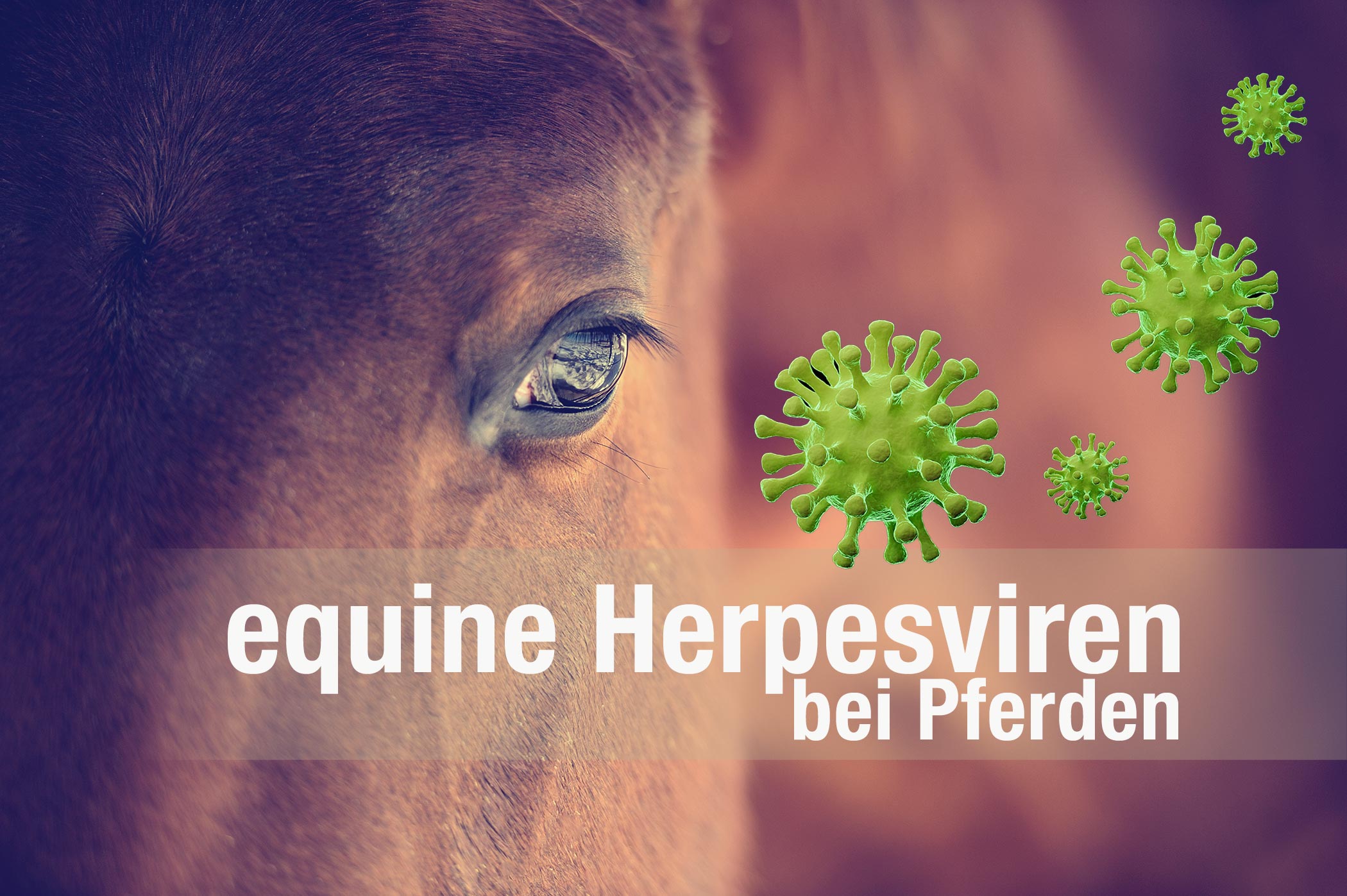 das equine Herpesvirus bei Pferden