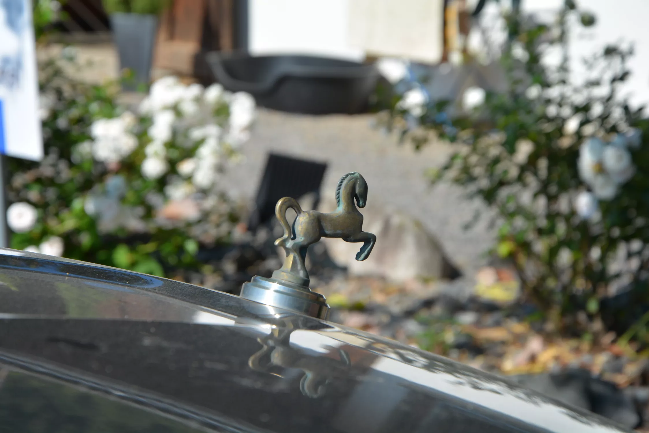 Pferdefahrpraxis - Tierklinik Partners Wehr Pferdefahrpraxis - Tierklinik Partners Wehr