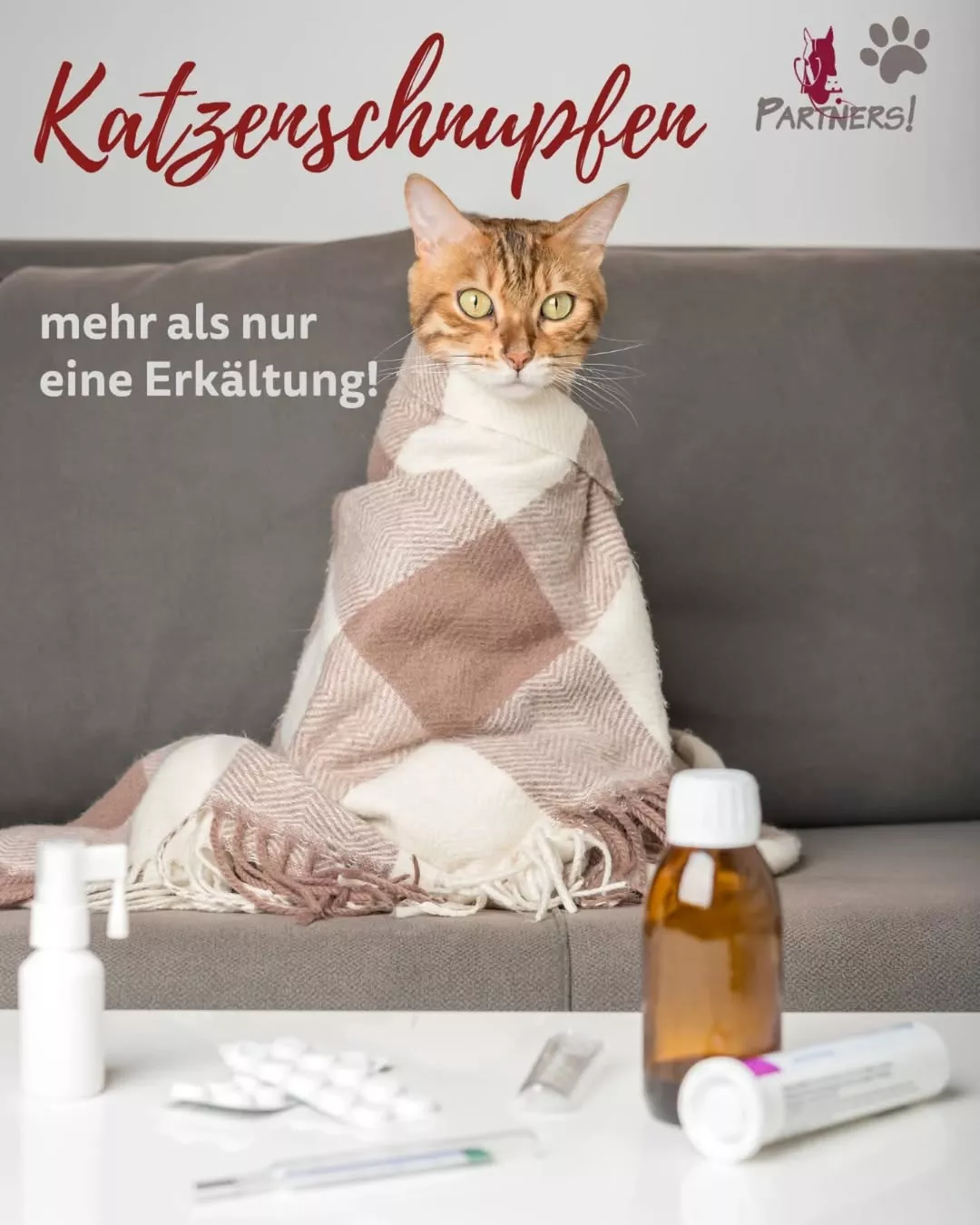 Katzenschnupfen bei Katzen: Symptome, Ansteckung & wichtige Prophylaxe Katzenschnupfen bei Katzen: Symptome, Ansteckung & wichtige Prophylaxe