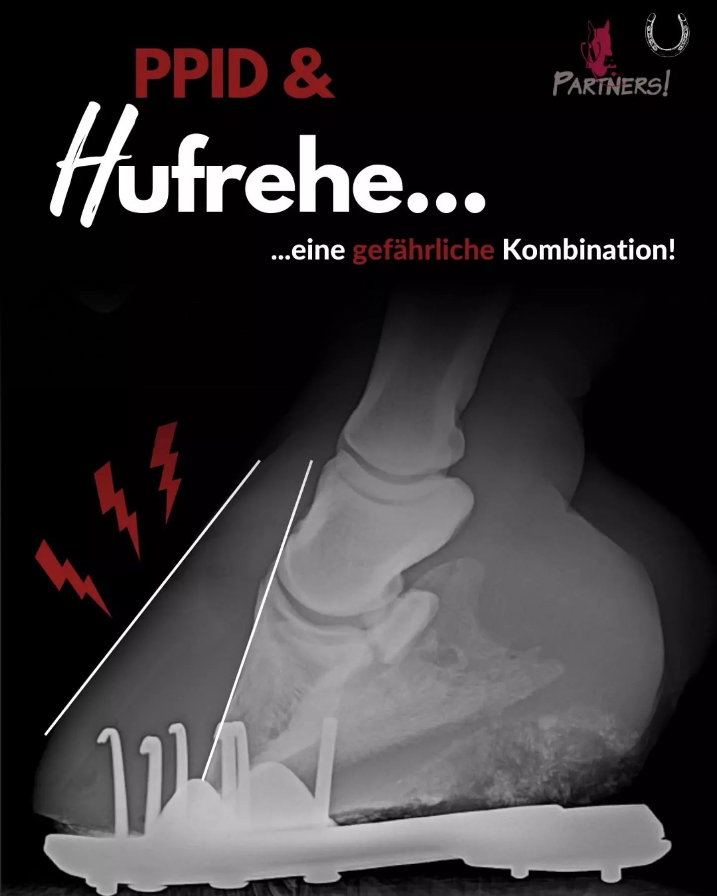 PPID & Hufrehe beim Pferd: Ursachen, Risiken und Tipps zur Vorbeugung PPID & Hufrehe beim Pferd: Ursachen, Risiken und Tipps zur Vorbeugung