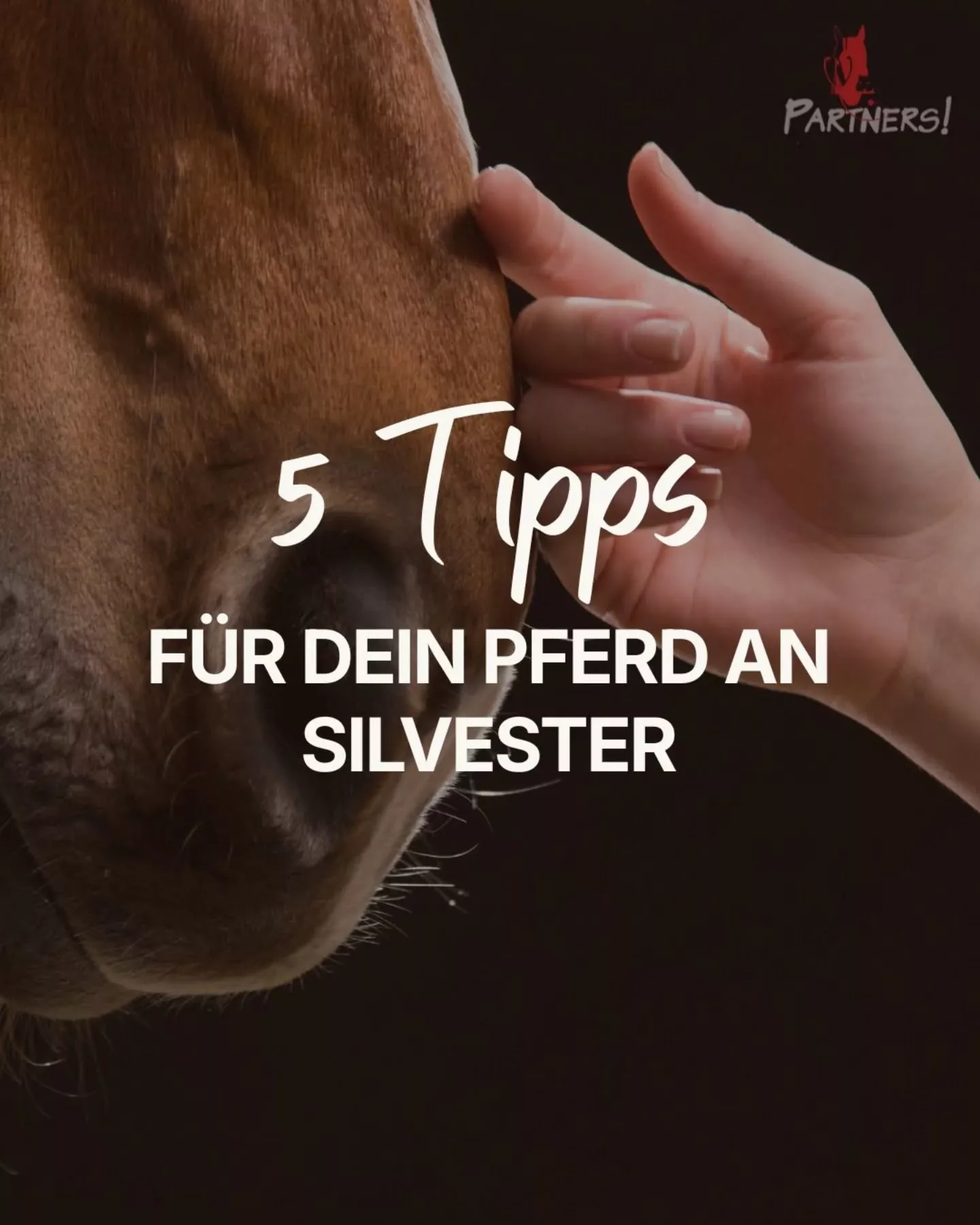 Silvesterstress beim Pferd – Empfehlungen unserer Tierklinik Silvesterstress beim Pferd – Empfehlungen unserer Tierklinik