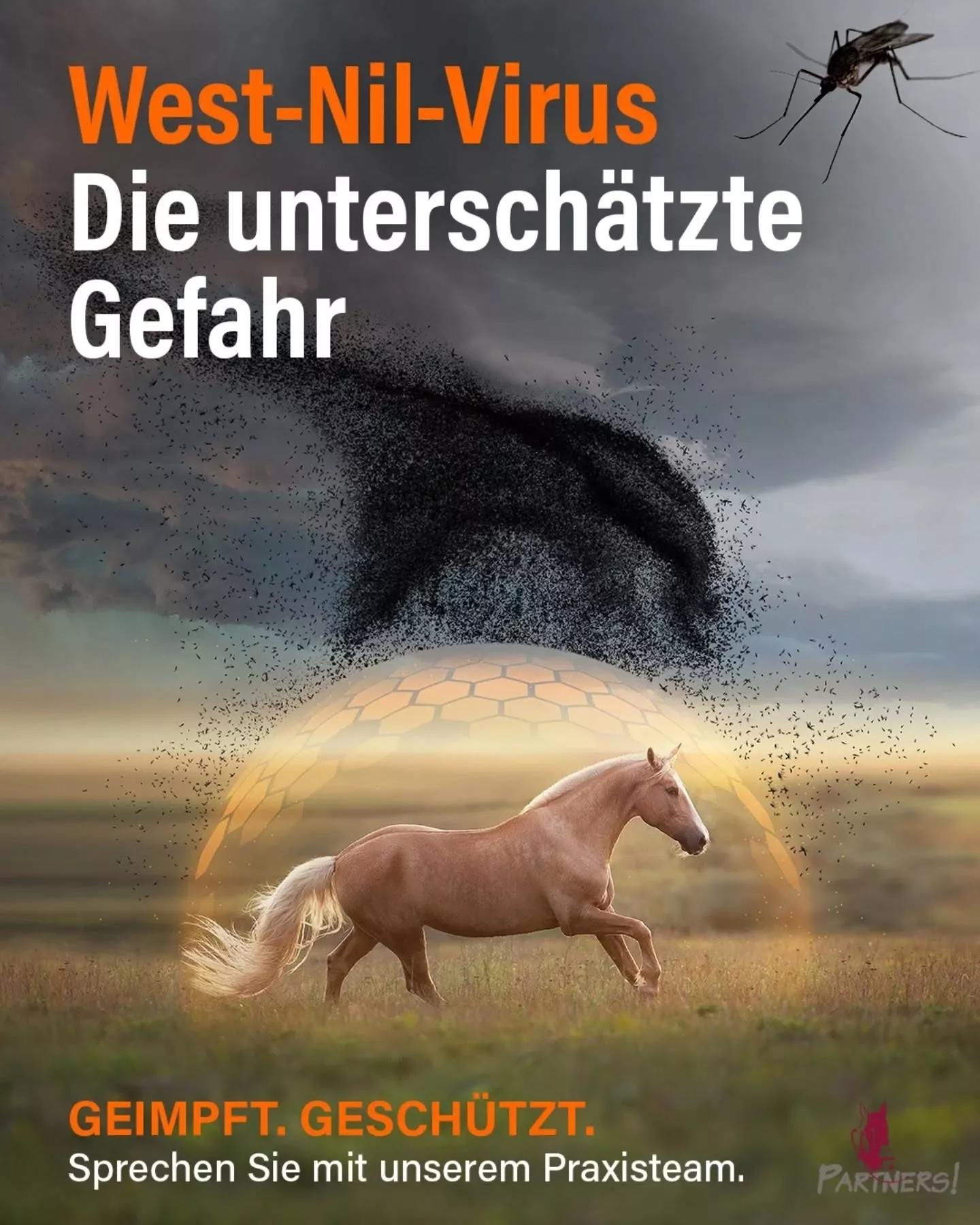 West-Nil-Virus beim Pferd: Symptome, Risiko & Impfung | Tierklinik Partners West-Nil-Virus beim Pferd: Symptome, Risiko & Impfung | Tierklinik Partners