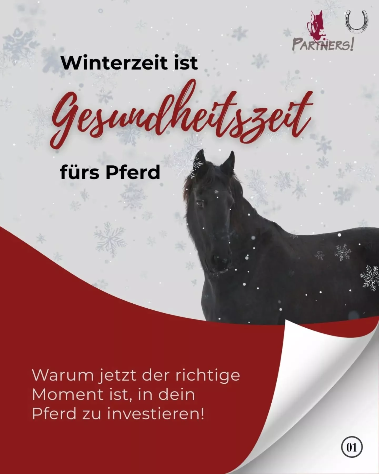 Pferde-Wintercheck 2026 – Vorsorge für Senioren- und Sportpferde Pferde-Wintercheck 2026 – Vorsorge für Senioren- und Sportpferde
